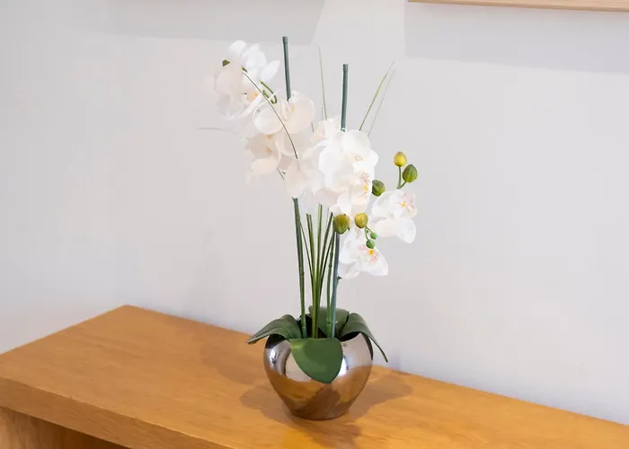 Mandarina 119 * サンミゲル・デ・アボナ